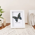 European vintage square white wood frame with blue butterfly specimen and decorative text - Square 8 Inch (20.3x20.3cm) Desktop / White