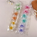 Pearlescent 6 Colors 12 Pieces Per Pack Standard