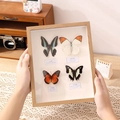 Handgemaakte houten lijst met vier echte vlinderspecimens en naamlabels - Hol 3cm/7 inch Vierkant / Natuurlijke houtkleur