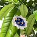 Close-up of star mushroom acetate hair clip with marble blue pattern and gold stars - Deep Blue Wavy Star