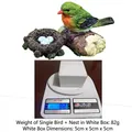 Miniature bird nest resin craft set with blue eggs and 5x5x5cm gift box packaging - Combo Set (with White Box) / Green Bird + Nest