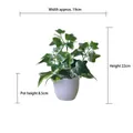 Artificial ivy plant in white pot with dimensions: height 22cm, width 19cm, pot height 8.5cm - Small Pot + White Sweet Potato Leaf