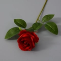 Seide Rot