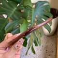 Detailed view of amber brown synthetic resin hair claw with SANSHINE branding - Spring Clips / Gradient Coffee
