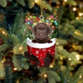 25-Chocolate Labrador