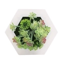 Artificial succulent in white hexagonal textured pot with green and reddish leaves - Style 8E