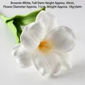 Brownie Flower White