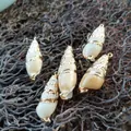 Fünfteiliges Set aus Seeschnecken-Anhängern mit eleganter Vergoldung und Drahtwickel - Altweißgold geränderte Patronenschnecke