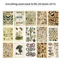 Vintage science botanical paper set with butterfly and insect designs for scrapbooking - Spring Awakening