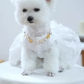 Detail of white lace pet dress and colorful beaded necklace on a small white dog - Luxury Fashion Crystal Necklace