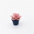 Miniature dollhouse succulent plant in black pot with pink and yellow gradient leaves - 13mm*23mm / Black Pot Red Water Lily