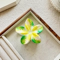 Frangipani flower hair claw clip with yellow and green gradient tint in a jewelry tray - 8cm / Spring Scene (Yellow Green Gradient)