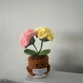 Handmade crochet emotional support plant with pink and yellow flowers on white background - Double-Head Carnation - Pink & Yellow