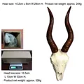 Lifelike resin long-horn antelope skull wall decor with dimensions and weight info - Sheep Skull Wall Hanging