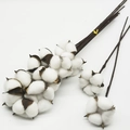 Natuurlijk gedroogde katoenbollen met buigbare ijzerdraadstelen voor bloemdecoraties - Met staaf / Wit
