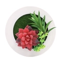 Modern white circular succulent wall decor featuring red echeveria and green moss - Style 8F
