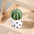Miniature green cactus plant in white black-spotted pot on a wooden shelf - No. 1 Polka Dot Pot Cactus
