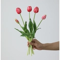 Hand holding a bouquet of 5 realistic red-pink gradient tulips in a bunch - 5 Stems Bundle / Deep Pink