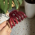 Detailed view of the burgundy pumpkin hair claw clip held in hand with resin finish - Medium(Approx 7cm) / Ancorra Red