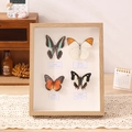 DIY handmade real butterfly specimens in a 4-piece light wood grain collection frame - Hollow 5cm/6 inch / Natural Wood Color