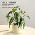 Realistic faux Alocasia plant in off-white donut ceramic pot, height 25cm decorative piece - Donut Pot / Off-White Alocasia