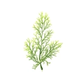 Single green artificial cedar branch for Christmas DIY home decor and flower arrangement - Cypress Leaves