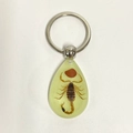 Scorpion specimen resin keychain with clear teardrop pendant and metallic ring - Red Bean Yellow Scorpion