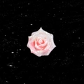 Roze gradiënt hars rozenknopje met glitterafwerking en titaanstaal oorknopje - Roze Witte Gradiënt Stijl (A905-2#) / Enkel Stuk