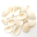 Close-up of natural cream-white cowrie shells with pre-drilled holes for DIY jewelry - 100g Drilled Shells