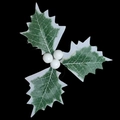 Macro detail of artificial Christmas holly leaves with white berries on black background - 3 White Berries Holly Leaves