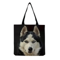 Black Background Husky (hm5150)