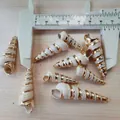 Makroansicht von vergoldeten Spiral-Muschelanhängern mit Messschieber vermessen - Weiß geränderte Nadelschnecke