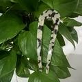 U-shaped hair pin featuring stylish black and white cow pattern in acetate finish - Cow/Leopard Spots / Beige Leopard U-Shaped Hair Stick