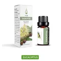 Eucalyptus aromatherapy essential oil 10ml with dropper bottle and packaging box - Eucalyptus