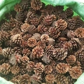 Bulk natural brown pine cones in stack for DIY Christmas crafts and rustic home decor - Local Pine Cones 3-4cm (10pcs)