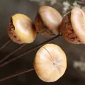 Natürliche getrocknete Pilzfrucht Deko-Stiel 40cm für minimalistische Heimvasen - Natürliche getrocknete Pilzkapsel - 40 cm Stiel