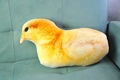 Detalle de cojín de pollito de peluche con impresión realista sobre sofá de terciopelo - Pollo