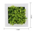 Artificial succulent wall decor in a white 15x15cm square wooden style frame - Style 11A