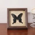 3D butterfly specimen in deep wood frame with emerald green wings for desktop display - Walnut / 6 inch (13.1x18.2cm)