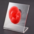 Red silicone ear model on transparent acrylic display stand for jewelry and earrings - Red Right Ear