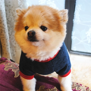 Close-up of small dog wearing navy and red fleece sweater on a warm home cushion