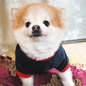 Detail of navy fleece dog hoodie with red trim and soft velvet texture on a small dog
