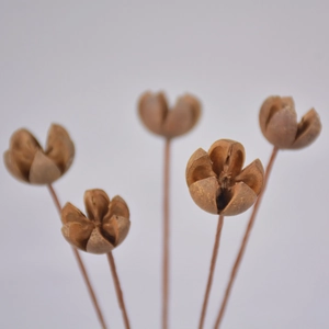 Dettaglio macro di capsule di eucalipto essiccate naturali e steli di legno decorativi