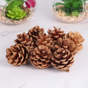 Macro shot of natural pine cones with detailed woody scales for DIY Christmas crafts