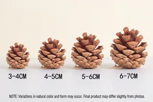 Macro shot showing four natural pine cones in varying sizes from 3cm to 7cm on white
