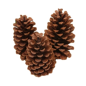 Three natural brown decorative pine cones for photography props on a white background