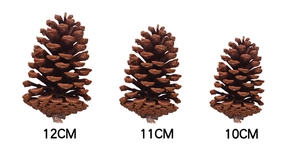 Detailed comparison of natural pine cones in 10cm, 11cm, and 12cm sizes for DIY decor