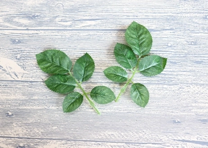 Detailed top view of artificial green leaves with realistic vein textures on wood background