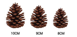 Detailed comparison of natural pine cones in various sizes 8cm 9cm and 10cm