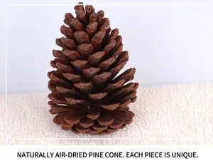 Close-up of a natural large pine cone with scales open for Christmas DIY decoration